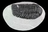 Bargain, Phacopid Trilobite - Morocco #92319-1